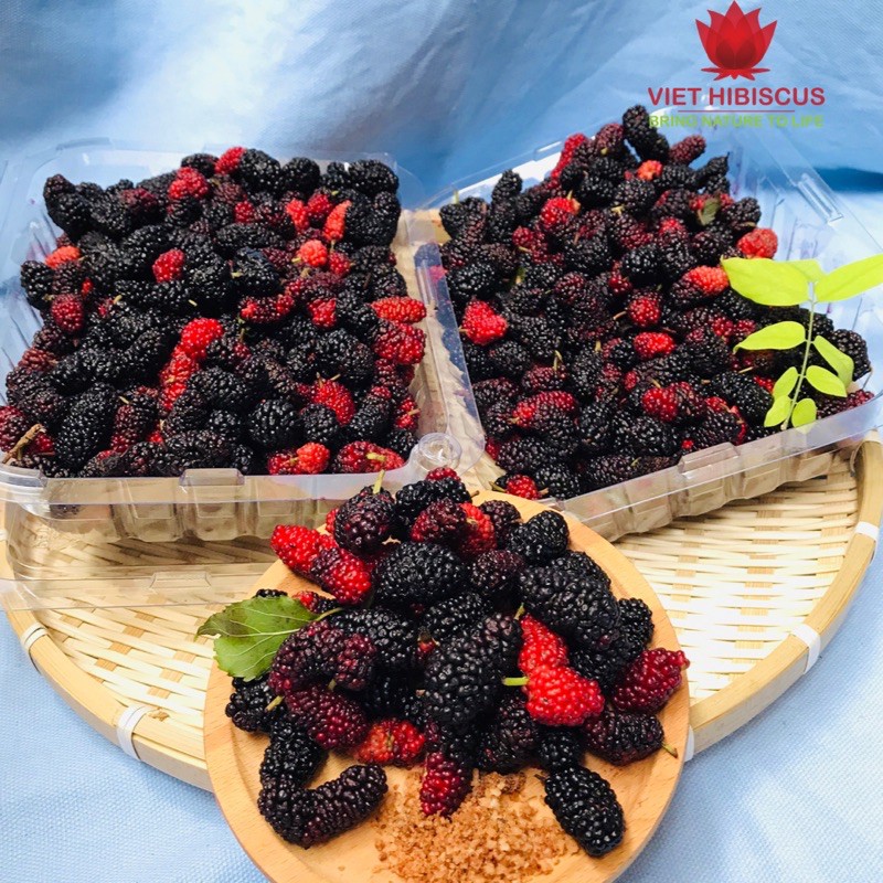 Dâu tằm tươi Đà Lạt hộp giấy 3kg - Nhận buổi Tối - hái trong ngày | BigBuy360 - bigbuy360.vn