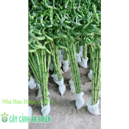 Phát Tài Xoắn 10 cây