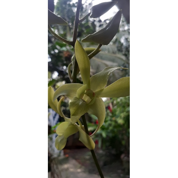 Hoa Lan Dendro Nắng Thỏ Vàng 1 Chậu ( chậu cây trưởng thành, sắp có hoa, chậu nhiều thân, cây to khỏe)