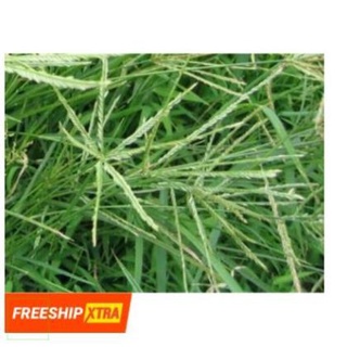 500GR CỎ MẦN TRẦU KHÔ