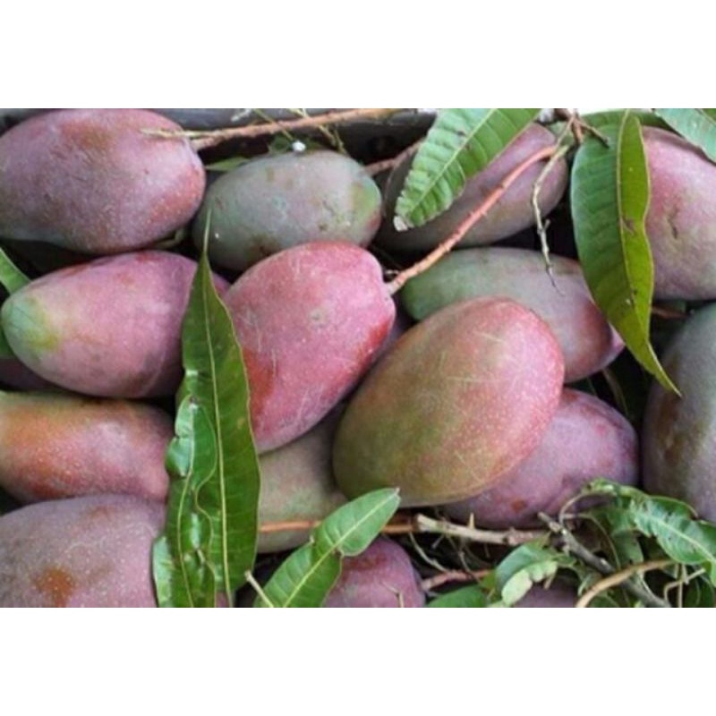 Cây Xoài Tím Ngọc Vân