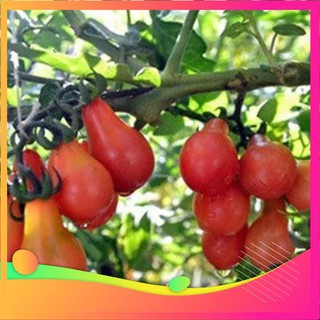 Hạt Giống Cà Chua Lê Đỏ - 30 Hạt VIETGAR