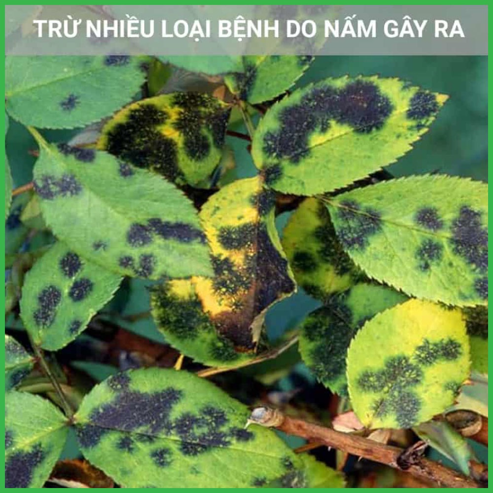 Mancozeb Xanh Ấn Độ Trừ Nấm Bệnh Cây Trồng Gói 100 Gram