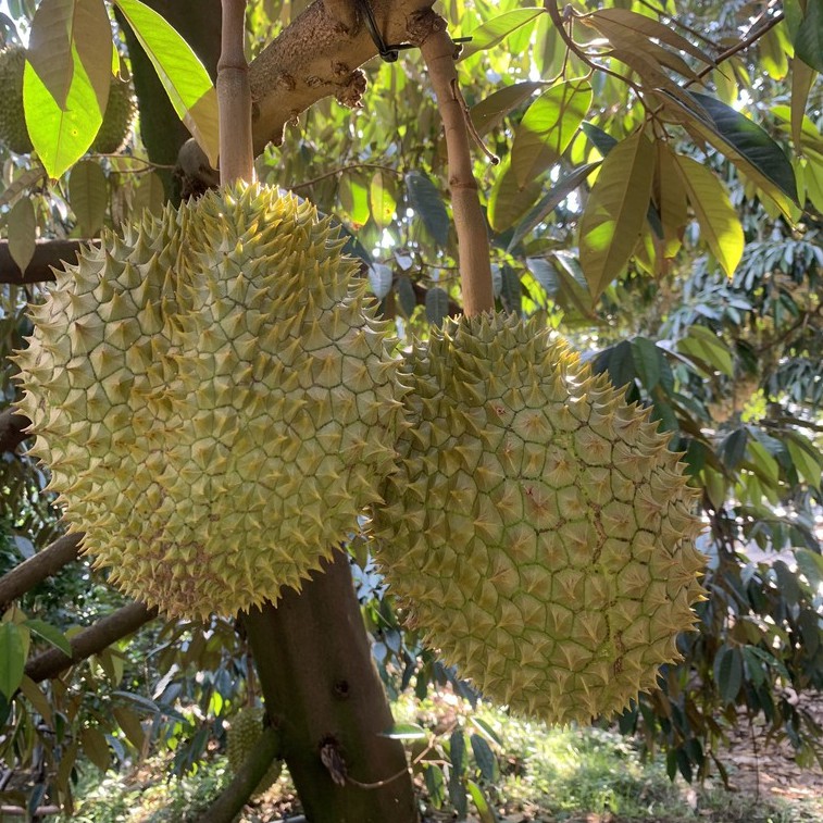 [Mã 267FMCGSALE giảm 8% đơn 500K] [HN] Sầu Tươi Tách Múi ri6 Cai Lậy Chín Già Tự Nhiên - Shopeefarm | BigBuy360 - bigbuy360.vn