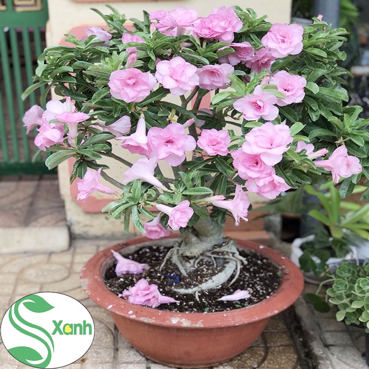 PHÂN BÓN CHO HOA SỨ - COMBO TOÀN DIỆN