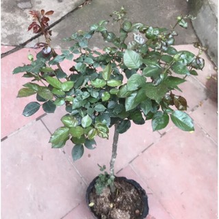Cây hồng Lafont dáng tree