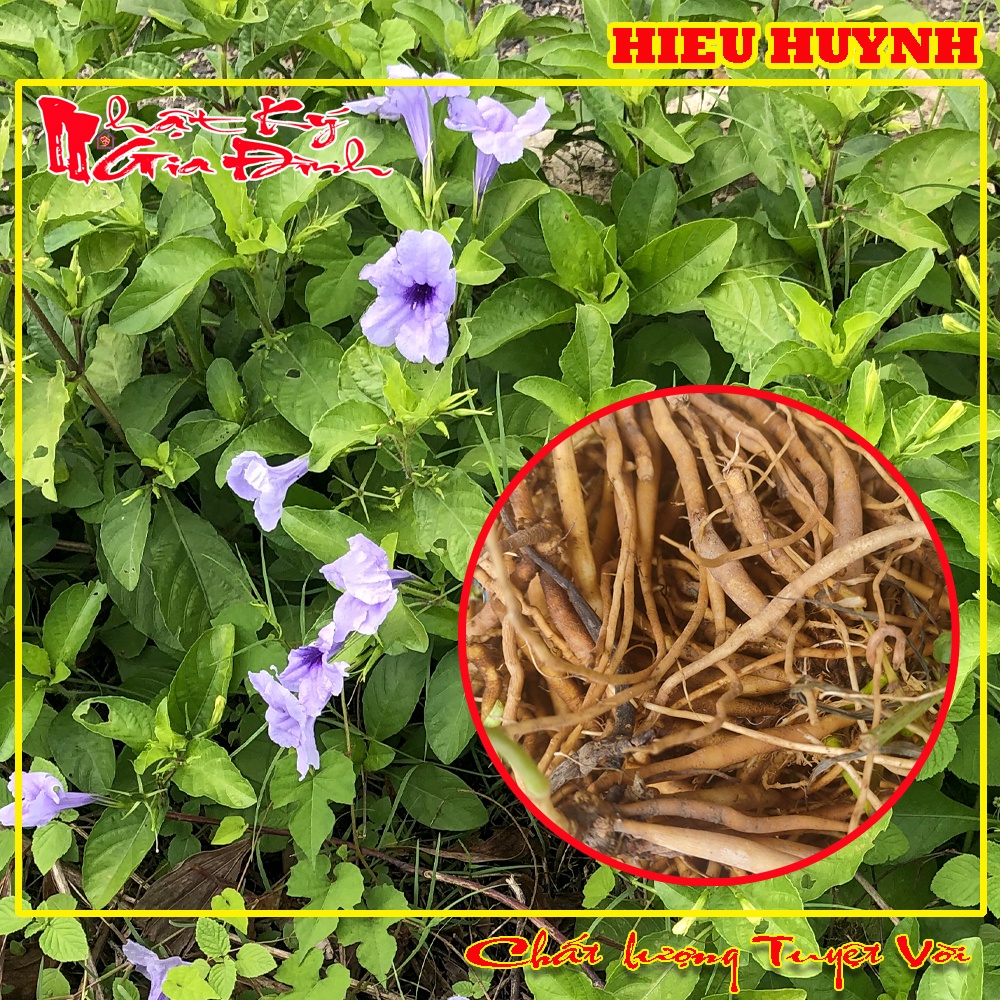 Combo 2 Kg Củ Cây Trái Nổ Tươi Dùng Nấu Nướng Uống Mát Và Nhiều Công Dụng Tốt Cho Sức Khỏe