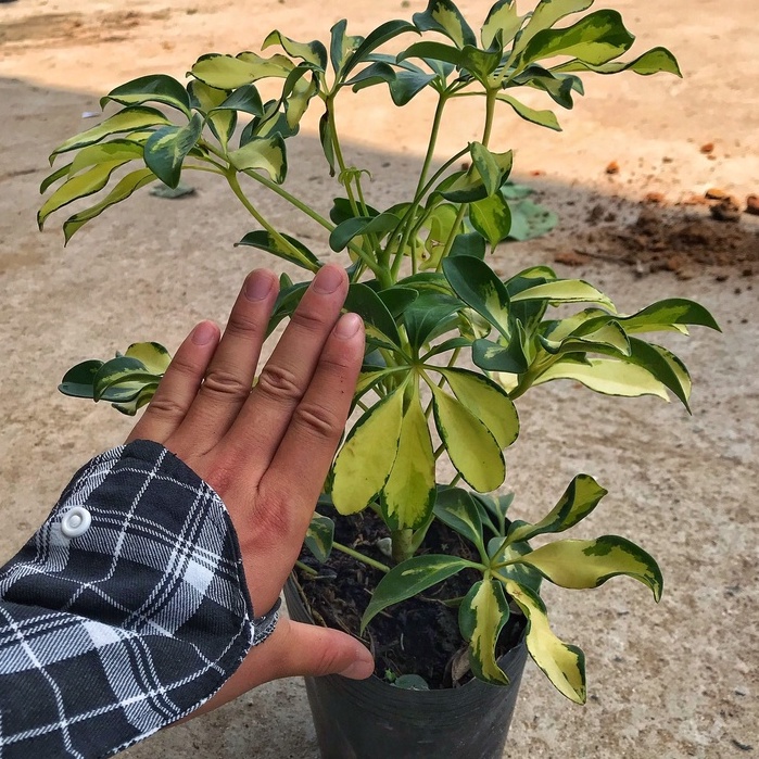 Cây ngũ gia bì cẩm thạch chiều cao 30-35cm lá cây đẹp bắt mắt, sức sống tốt thích hợp trang trí cảnh quan sân vườn