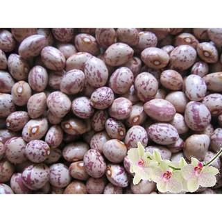 ĐẬU CÚC ĐÀ LẠT - gói 1kg