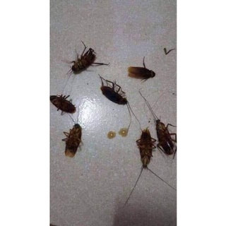 combo 5 lọ diệt kiến, gián sinh học