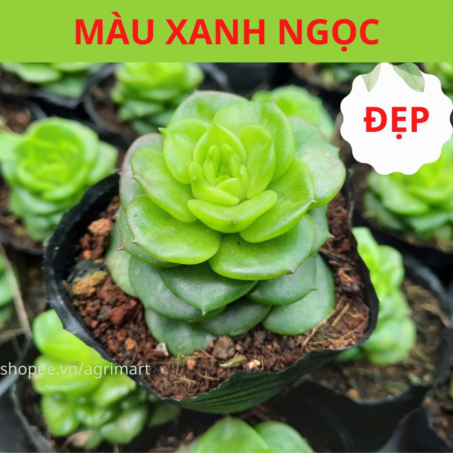 Sen đá hoa hồng hà lan màu xanh ngọc đẹp, cây sen đá có bầu rễ khỏe tại nhà vườn hoa sen đà lạt