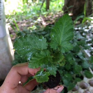 5 cây mô mâm xôi hiện có đu 3 màu:  đỏ, đen, vàng