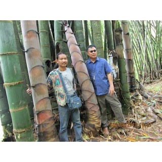 Cây Tre Khổng Lồ Thái Lan