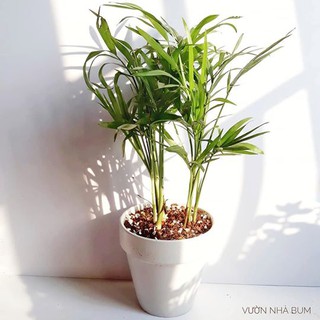 Cau tiểu trâm để bàn