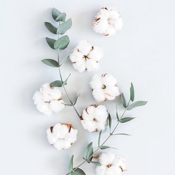 Hoa bông gòn cotton trang trí nhà cửa, chụp ảnh sản phẩm