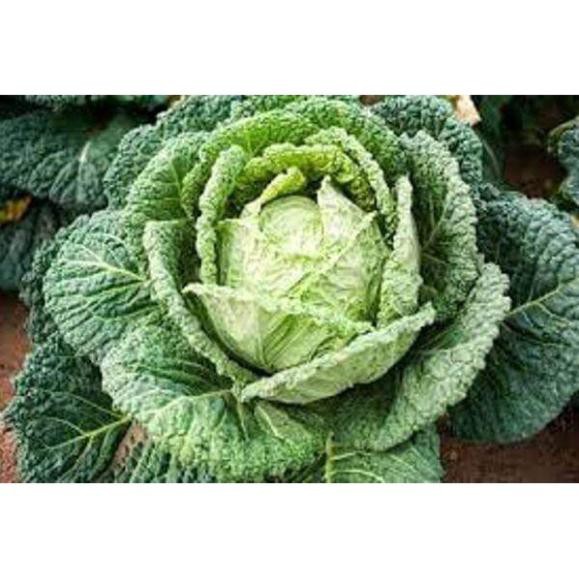 200 hạt giống bắp cải xanh F1