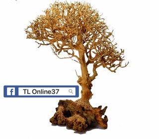 Lũa bonsai đồng giá 89K