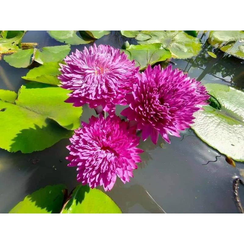 Cây hoa súng Thái Lan Khao Hin Sorn