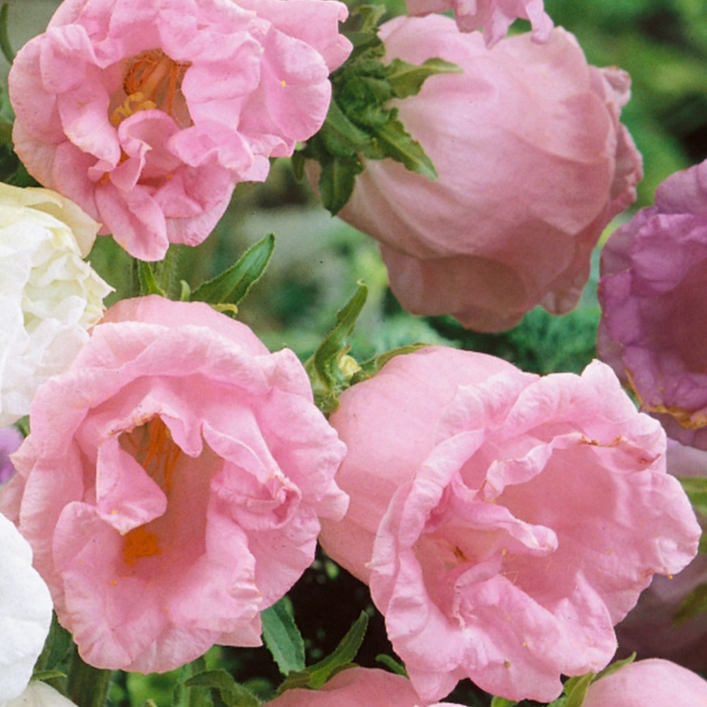 HẠT GIỐNG HOA SAO TÍM KÉP - HOA TRIỆU CHUÔNG - GÓI 0,5 GRAM