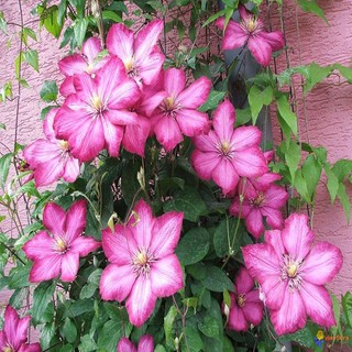 Trọn Bộ Sản Phẩm Trồng Hạt Giống Hoa Ông Lão + Bộ Hỗ Trợ 3 Viên Nén và 1 Gói Thuốc Trừ Bệnh