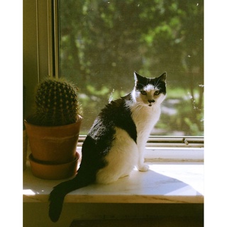 Máy Ảnh Film Canon EOS 10 ( only Body )