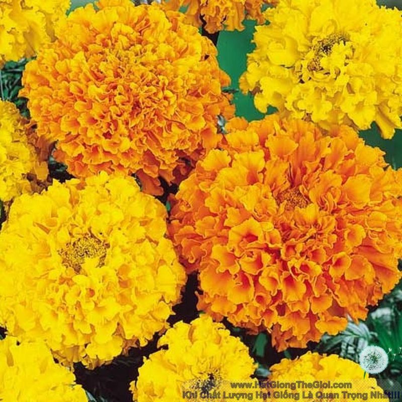 10 hạt giống cúc vạn thọ mix màu dành cho khách mới tập trồng