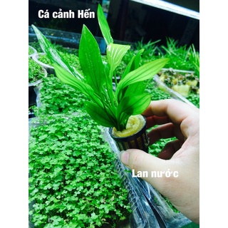 Cây thuỷ sinh lan nước - siêu khoẻ siêu dễ trồng không cần phân nền - combo 1️⃣5️⃣ k / 1 bó