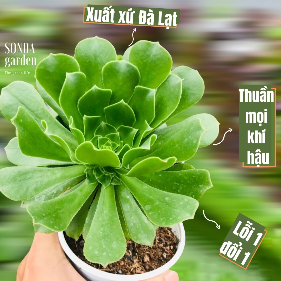 Sen đá aeo xanh SONDA GARDEN size trung bình 13-16cm, cây cảnh trang trí nhà cửa, lỗi 1 đổi 1