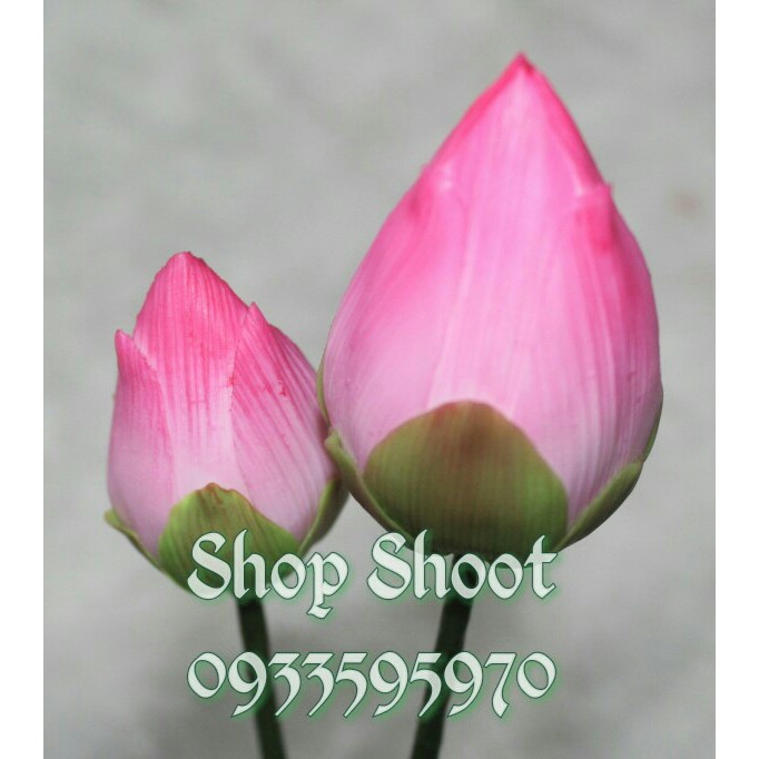 BÚP SEN HÀNG THÁI LOẠI 1