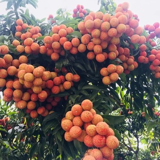 Cây giống Vải Thiều Lục Ngạn. [Siêu sớm].