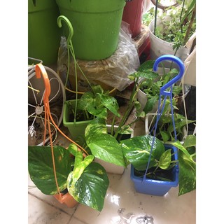 Chậu mini trầu bà nhiều loại