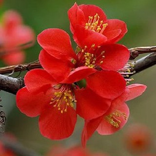 Hạt giống hoa mai trung quốc hoa màu đỏ - tặng kèm 3 viên nén ươm hạt - DC
