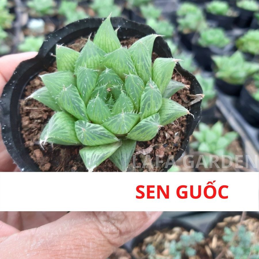 Cây sen đá guốc màu vân đẹp vườn LAFA GARDEN