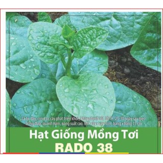 Mồng tơi lá to rạng đông