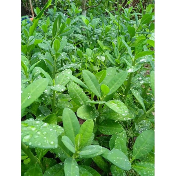 Cây Thạch Anh - Đoạn từ 3cm - 5cm