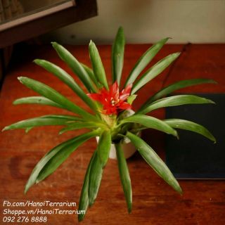 Cây phong thủy Phong Lộc hoa hợp tuổi Sửu
