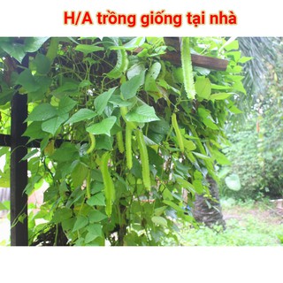 Hạt Giống Đậu Rồng 20g(Wing Bean)