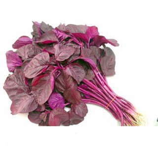 Hạt giống rau dền đỏ cao sản, dễ trồng gói 10gr