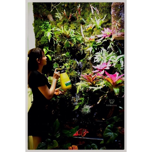 rêu wepping, rêu trải nền hồ bán cạn, tường rêu, terrarium