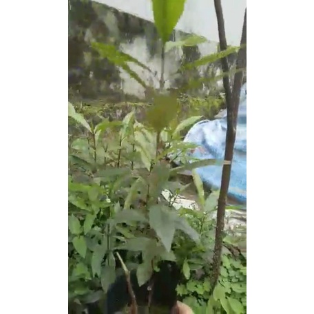 Cây giống lá vối nếp ngọt