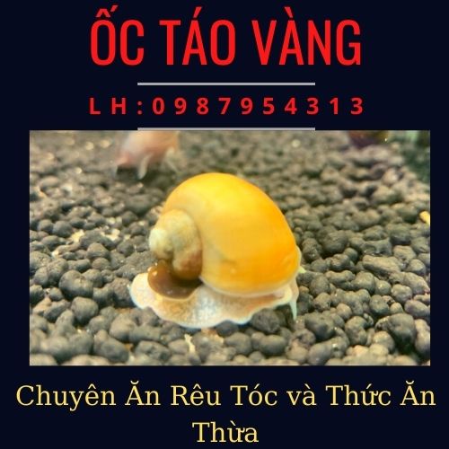 Combo ( 5-10 bé ) Ốc táo vàng ăn rêu hại và thức ăn thừa
