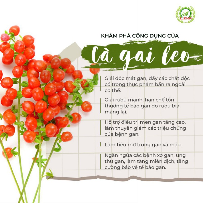 Trà cà gai leo túi 25* 5g An Thái Hưng