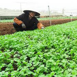 20gram HẠT GIỐNG RAU MÙI (NGÒ)
