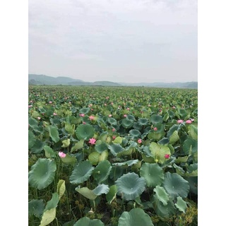 Hạt sen tươi nguyên vỏ