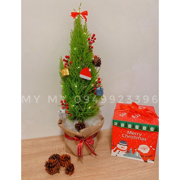 Cây sơn tùng trang trí noel