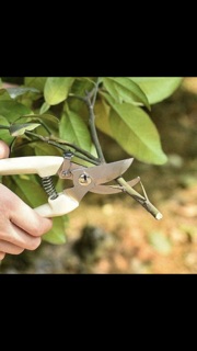 Kéo bấm tỉa cành cây