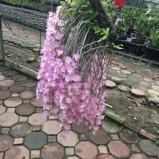 Lan thiên cung lữ bố cây đang hoa và nụ  2 thân( 25-30cm)