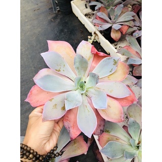 Sen đá Hạc Hồng 20cm
