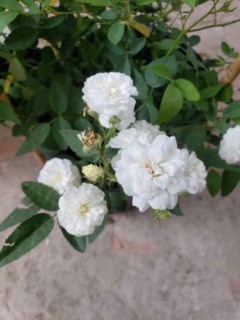 Hồng bạch trà