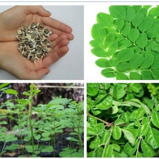 Hạt Giống Cây Chùm Ngây F1 20 hạt - DC